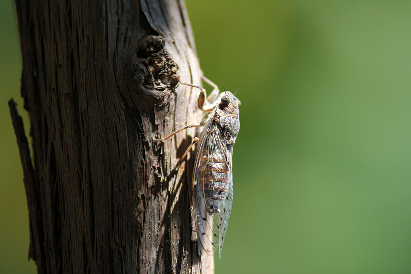 cicadas image